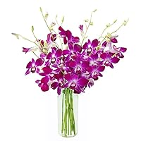 KaBloom PRIME NEXT DAY DELIVERY - Mother’s Day Collection - 10 Purple Orchid Gift for Birthday, Sympathy, Anniversary, Get Well, Thank You, Valentine, Mother’s Day Flowers