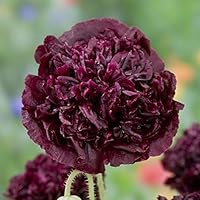 Pat's Poppies Exotic Strains of Poppy Seeds 