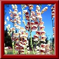 Palmer Penstemon 25 Seeds! ! Hardy Perennial