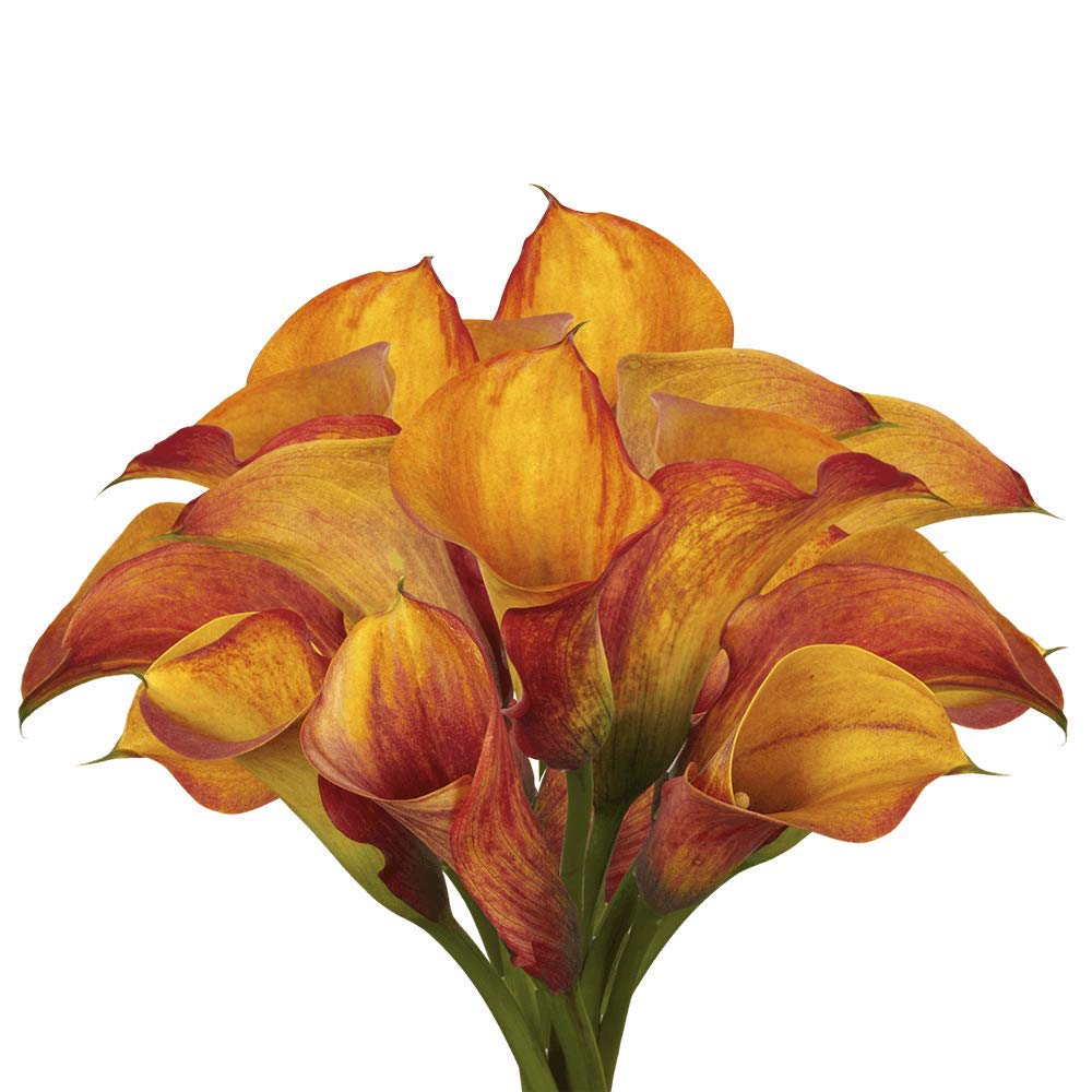 GlobalRose 10 Stems of Orange Color Calla Lilies - Fresh Flowers for Delivery