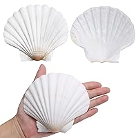  SEAJIAYI 30 PCS Scallop Shells 2-3 Inch Natural White