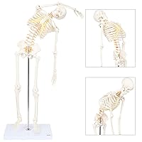 Mini Human Flexible Skeleton Model with Stand, 34