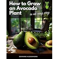 How to Grow an Avocado Plant: in an easy way