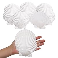 10PCS Sea Shells White Scallop Shells for Crafts Baking Cooking Serving Food, 4-5 inch Large Natural Seashells for DIY Crafts Seashell Beach Decorations for Home Decor