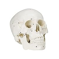Vision Scientific VAL221 Medical Numbered Human Skull-3 Part | Life Size | from Real Human Skull, Detail Hand Painted Numbering | Sectioned Skullcap | Suture Lines & Full Dentition | Labelled Diagram