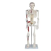 Muscular Model of Human Body Skeleton with Muscles Numbering 602