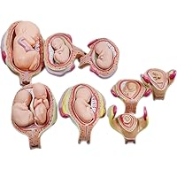 Embryo Development Model Set, 8Pcs Anatomy Model Uterus Uterus Anatomical Model Fetal Development Model, Human Pregnancy Embryonic Development Nurse Study Model with Removable Parts