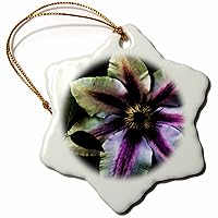3dRose Clematis Magic Photo Art of a Clematis Flower with Effects - Ornaments (orn-127882-1)
