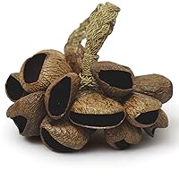 Pangi Seed Shell Shaker/Nutshell Percussion Sound Effect, Comes with Rope Handle/Strap, Authentic Traditional Rattle