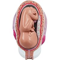 Teaching Model,Fetus Model, 1:1 Human Pregnancy Development Process Model, with Removable Organs 8-Parts,? Pregnancy October Fetus Model, for Education Teaching Supplies