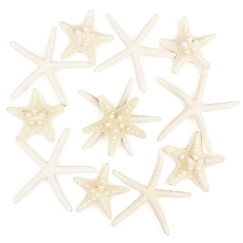 Mua 12 PCS Starfish 2-6 Inch Mixed Starfish Natural Seashells ...