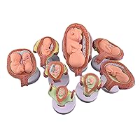 8Pcs Human Embryo Development Model Set, Anatomy Pregnancy Embryo Fetal Development Process Model, Human Embryo/Fetus Development in Utero with Removable Parts