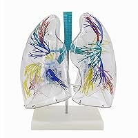 Lung Model Human Body, Medical Respiratory System Lung Model, Transparent Lung Anatomy Model, PVC Material, Size 26 * 16 * 34CM, for Medical Teaching, Decorations, Demonstrations