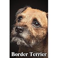 Border Terrier: Dog breed overview and guide