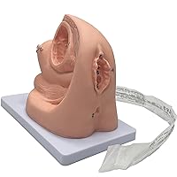 Female Internal and External Catheterization Model, Manikin Teaching Model Catheterization Model for Gynecology Medical Educational Training Aid