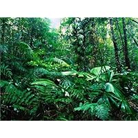ConversationPrints AMAZON RAINFOREST GLOSSY POSTER PICTURE PHOTO rain forest jungle leaf green