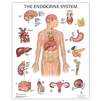 Anatomy Lab Human Endocrine System Anatomy Poster, LAMINATED, Anatomy and Physiology, 17.3 x 22.5 Inches, Body System Diagram, Anatomical Chart for Education Learning and Students