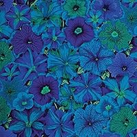 Kaffe Fassett Collective Petunias Blue by Philip Jacobs