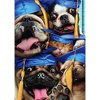 Dog and Cat Grads Squished Into Photo Booth Funny / Humorous Graduation Congratulations Card