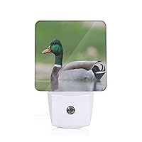 Night Light Mallard-Hunting-Duck Dusk to Dawn Sensor,Automated On Off,Home Decor for Kitchen,Bathroom,Bedroom