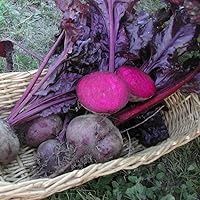 Beet Seeds - Bulls Blood Non-GMO Seeds for Planting, 1/4 Pound | Low-Maintenance Vegetable Seeds, Plant During Warm Season, Zones 2, 3, 4, 5, 6, 7, 8, 9, 10