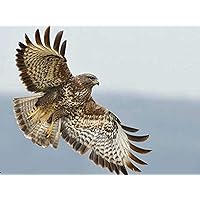 1000 Piece Wooden Jigsaw Puzzle Bird of Prey - The Hawk Large Puzzle Game for Adults and Teenagers