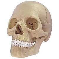 4D Master 26086 Human Anatomy Exploded Skull Model 3D Puzzle, One Color