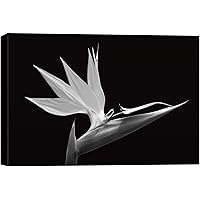 SIGNWIN Canvas Wall Art Bird of Paradise Floral Flower Photography Modern Art Romantics CloseUp Dramatic Black and White for Living Room, Bedroom, Office - 16x24 inches