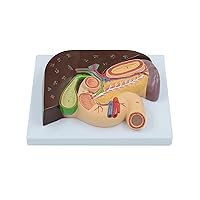 Human Liver Gallbladder Pancreas Anatomy Model for Study Anatomical Liver Duodenum Model Traching Aids Conference Display Model