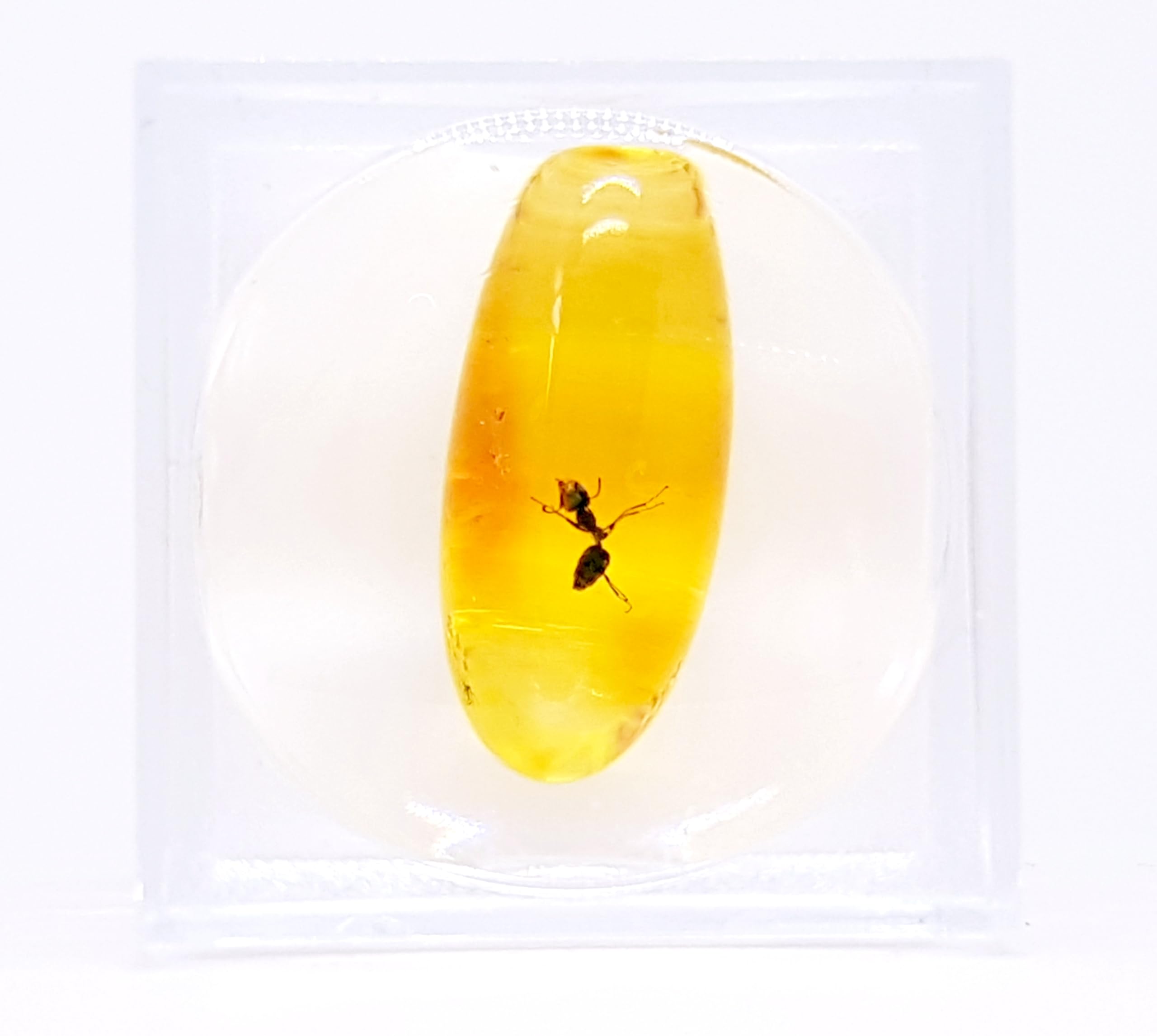 AMBERMILANA Natural Fossil Baltic Amber with Insect Inclusion in Magnifying Box/Beautiful Museum Grade/Certified Genuine Baltic Amber