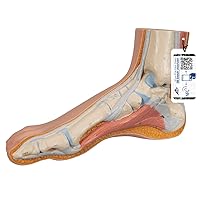 3B Scientific M30 Normal Foot - 3B Smart Anatomy