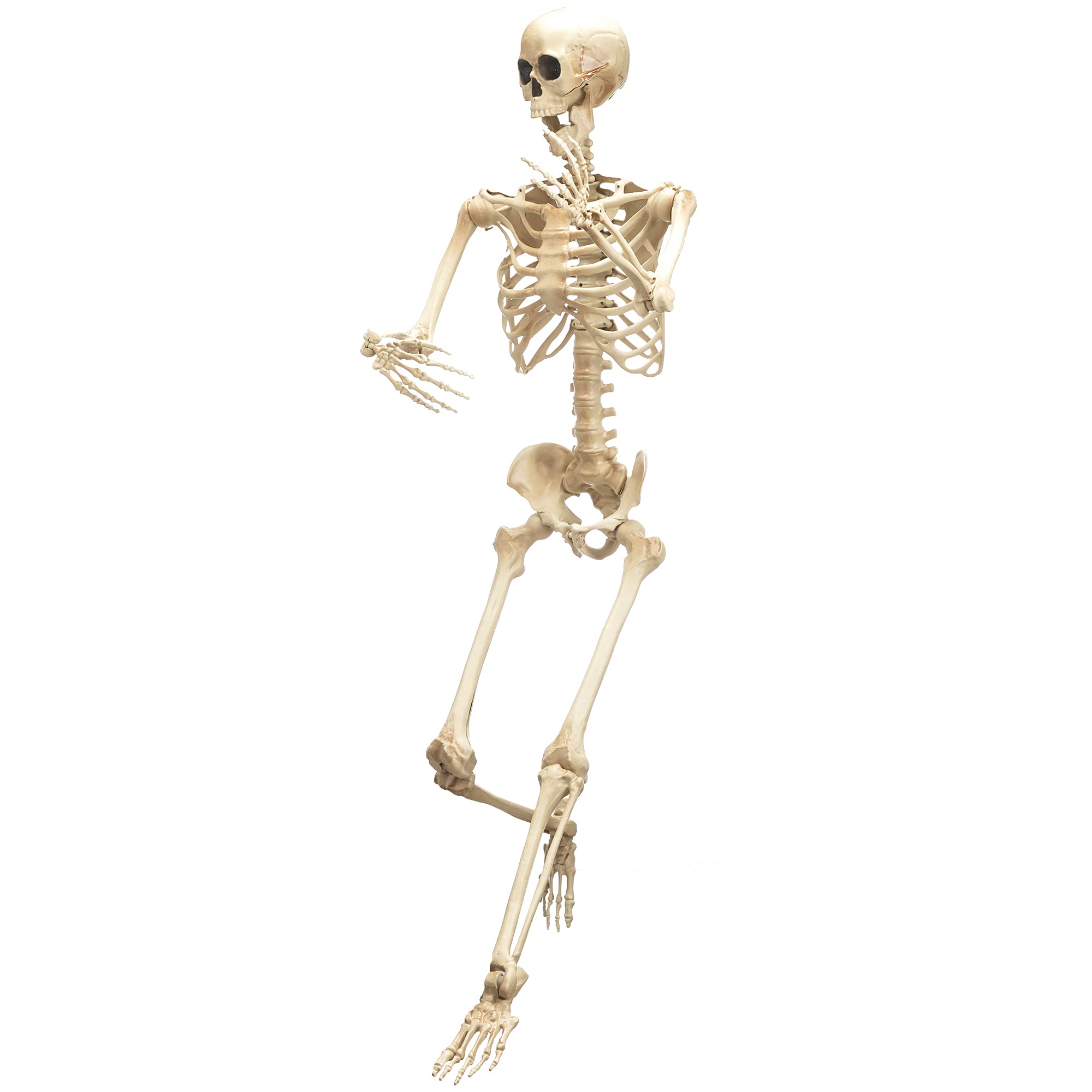 JOYIN 5 ft Halloween Life-Size Skeleton, Full Body Plastic Skeleton with Movable Joint, Human Bones for Halloween Party, Indoor and Outdoor Decorations, Haunted House or Graveyard Props