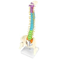 QWORK Flexible Human Spine Model with Spinal Nerves Pelvis and Thighs, Vertebral Column Anatomical Model for Medical Learning Researching Display, 45 cm / 18