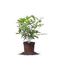 PERFECT PLANTS Tea Olive Live Plant, 1 gallon, Green