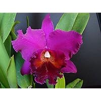 Mount Your Orchid on Wood - RLC Hawaiian Ruby 'Paradise' Purple