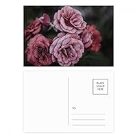 Old Pink Roses Flowers Postcard Set Birthday Mailing Thanks Greeting Card