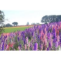 Delphinimum Seed, 200 Seeds, Giant Imperial Mix, Striking Mixed Colors, Perennial Wild Flower, Beautiful Flowers to Plant in Your Home Garden - Non-GMO Heirloom Seeds - Great for Cut Flowers