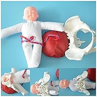 Childbirth Demonstration Pelvis Model - Female Pelvis Childbirth Model with Baby, Umbilical Cord, Placenta, Gynecology Teaching Anatomy Model
