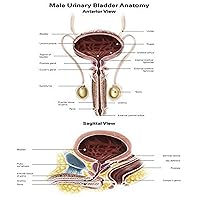 Anterior view and sagittal view of male urinary bladder Poster Print by Alan GesekStocktrek Images (12 x 16)