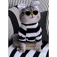 Cat Wearing Bandana, Shades and Striped Sweater on Striped Couch Funny/Humorous Feminine Birthday Card for Her/Woman
