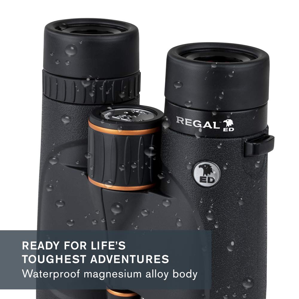Celestron – Regal ED 10x42 Binocular – ED Binoculars for Hunting, Birding and Outdoor Actvities – Phase and Dielectric Coated BaK-4 Prisms – Fully Multi-Coated Optics – 6.5 Feet Close Focus