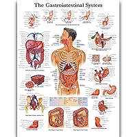 Gastrointestinal System Science Anatomy Posters for Walls Medical Nursing Students Educational Anatomical Human Organs Skeletal Muscles Poster Chart Medicine Disease Map for Doctor Enthusiasts Kid's Enlightenment Education W