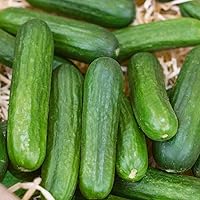 30 Fresh and Organic Persian Beit Alpha Cucumber Seeds