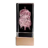 3D Human Liver Digestive System Anatomical Model Crystal Internal Carving Duodenal Pancreas Paperweight Science Gift with Base,Small Size