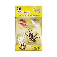 Ant Life Cycle Toy - 4 Piece Set Shows Life Cycle Of An Ant
