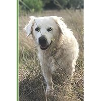 Food Tracker and Blood Sugar Diary: Diabetes Log Book - with 52 Weeks Of Before & After Meals - Cute Golden Retriever