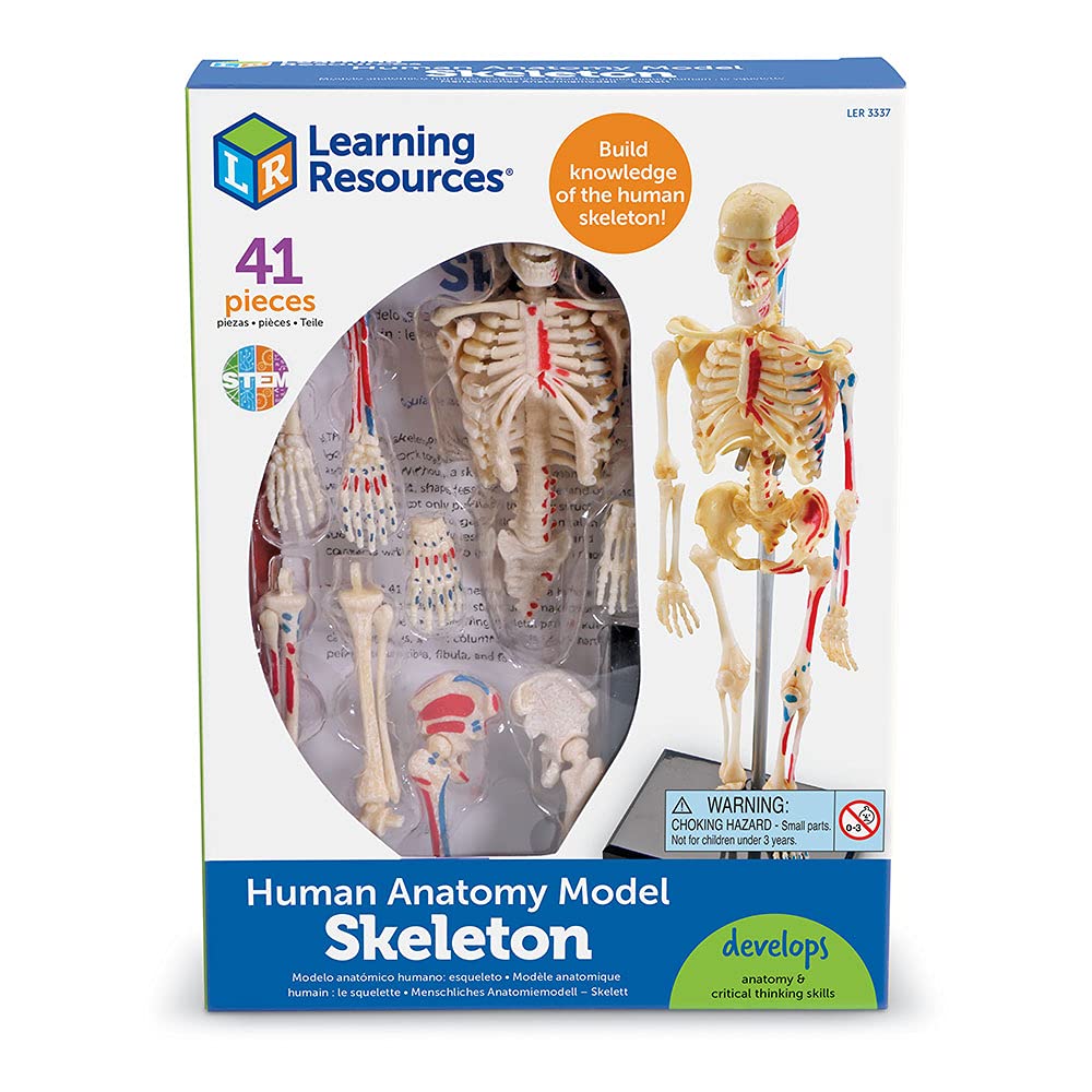 Learning Resources Skeleton Model, Miniature Model, Easy to Manipulate, 41-Piece Model, Ages 8+ Multi-color, 9.2 inches tall