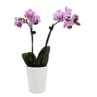 Plants & Blooms Shop™ PB102 Orchid, Pink