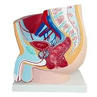 Male Pelvic Model of The Sagittal Section Male Reproductive Urinary System Model Pelvic Anatomy Model for Medical Teaching