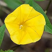QAUZUY GARDEN 100 Yellow Morning Glory Morning-Glory Seeds | Non-GMO Heirloom Flower Seed Striking Vine Climber Fragrant Flower to Plant Garden Outdoor & Attract Pollinators